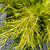Juniperus chinensis Sea of Gold 209018